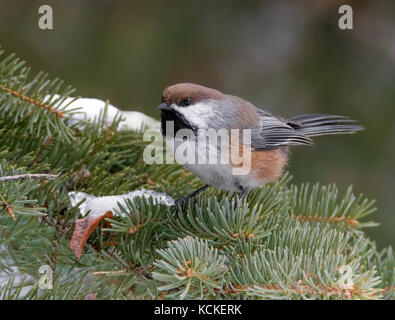 Luisa boreale, Poecile hudsonicus, appollaiato su un ramo di abete rosso, a Waskesiu, Saskatchewan, Canada Foto Stock