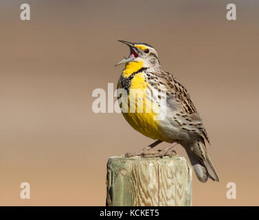 Un Western Meadowlark, Sturnella neglecta, canta da un post di Saskatoon, Saskatchewan, Canada Foto Stock