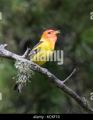 Western Tanager maschio, Piranga ludoviciana, - arroccato nei boschi a Cypress Hills parco interprovinciale, Saskatchewan. Foto Stock