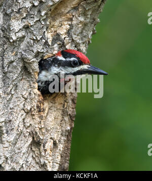 Rosso-naped Sapsucker, Sphyrapicus nuchalis, guardando fuori dal suo nido nel foro Eastend, Saskatchewan, Canada Foto Stock