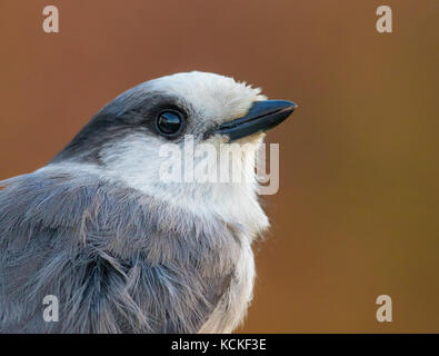 Un ritratto di un Gray Jay,Perisoreus canadensis, in Prince Albert, Saskatchewan, Canada Foto Stock