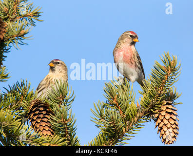 Una coppia di comune Redpoll, Acanthis flammea, posatoi su un albero di abete, in Saskatchewan, Canada Foto Stock