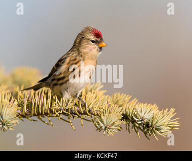 Redpoll comune, Acanthis flammea, posatoi su un albero di abete, in Saskatchewan, Canada Foto Stock