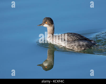 Eared svasso, Podiceps nigricollis,( Black-Svasso collo) in inverno piumaggio, in Saskatoon, Saskatchewan, Canada Foto Stock