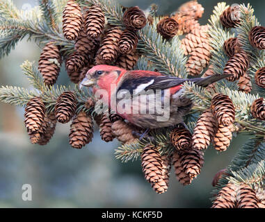 Un maschio bianco-winged Crossbill, Loxia leucoptera, alimentando sui semi di pino in una struttura ad albero di abete rosso a Saskatoon, Saskatchewan Foto Stock