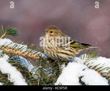 Pine lucherino, Spinus pinus, appollaiato su un albero di abete rosso a Saskatoon, Saskatchewan, Canada Foto Stock