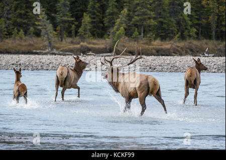 Maschio e femmina di alce, Cervus canadensis nelsoni, montagne rocciose, Alberta, Canada Foto Stock