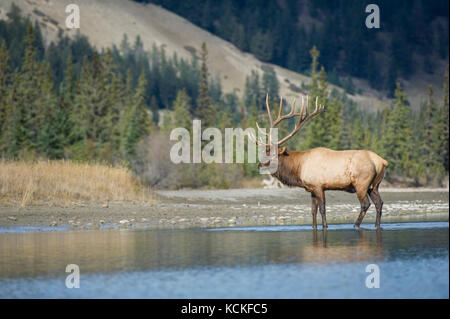 Maschio di Elk, Cervus canadensis nelsoni, montagne rocciose, Alberta, Canada Foto Stock