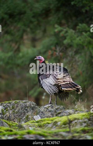 Merriams maschio tacchini, Meleagris gallopavo merriami, Central Idaho, Stati Uniti d'America Foto Stock