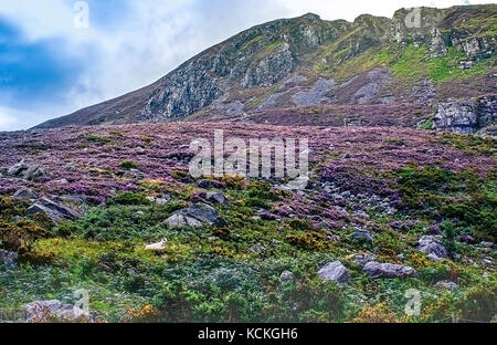 Gap di Dunloe in Irlanda vista di campane, rocce e campi di erica Foto Stock