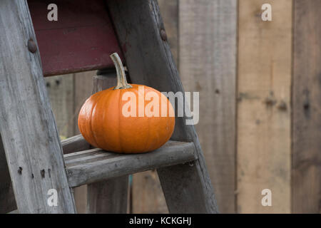 Le zucche su una scaletta a Malvern Autunno Mostra, Worcestershire, Regno Unito Foto Stock