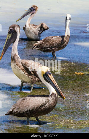 Pellicani marroni permanente al bordo delle acque tra il mare di erba, Caye Caulker, Belize, 2017 Foto Stock