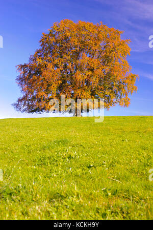 Unico grande faggio con colore meraviglioso a caduta Foto Stock