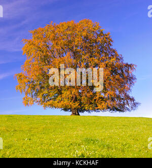 Unico grande faggio con colore meraviglioso a caduta Foto Stock