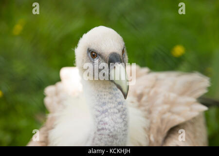 Primo piano di una giovane grifone, Gyps fulvus Foto Stock