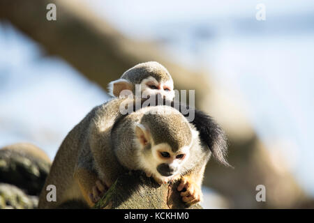 Scimmia di scoiattolo con il bambino seduto su un treetrunk Foto Stock