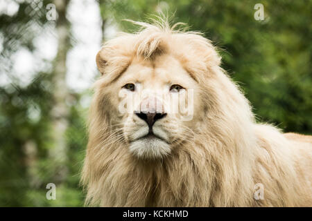 Colpo di testa di un giovane leone bianco Foto Stock