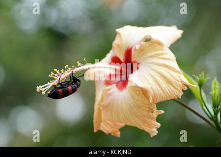 Un nero e rosso beetle per mangiare i petali del fiore di ibisco Foto Stock