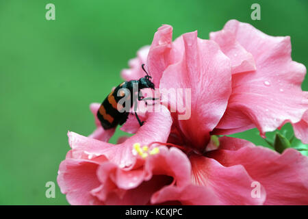 Un nero e rosso beetle per mangiare i petali del fiore di ibisco Foto Stock