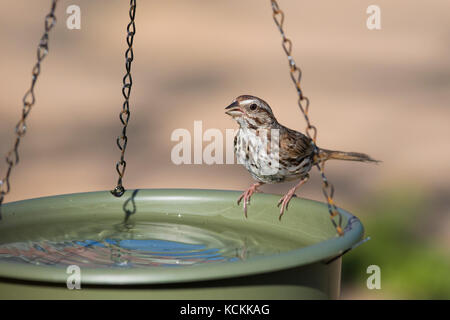 Song sparrow acqua potabile Foto Stock