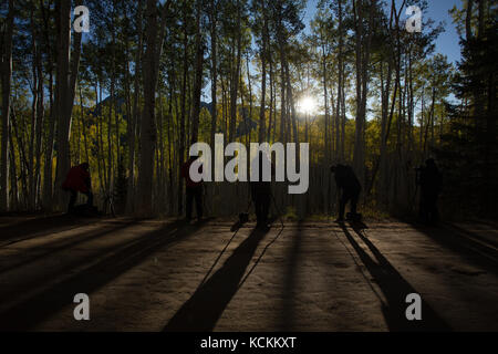 Un fotografo è di scattare una foto di Aspen alberi con foglie d'oro in Aspen Colorado. Foto Stock