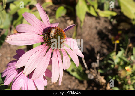 Ape su un fiore di Echinacea Foto Stock