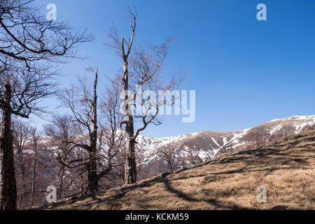 Gruppo di amanti della montagna escursione il più alto picco di neamtului mountain range in Romania, il vertice neamutlui 1923m Foto Stock