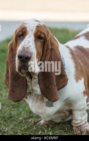 Marrone e bianco macchiato il Basset Hound cucciolo Foto Stock