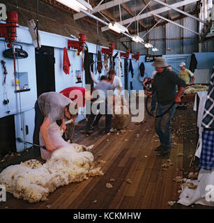 Taglio in corso, Trefusis vicino Ross, Tasmania, Australia Foto Stock