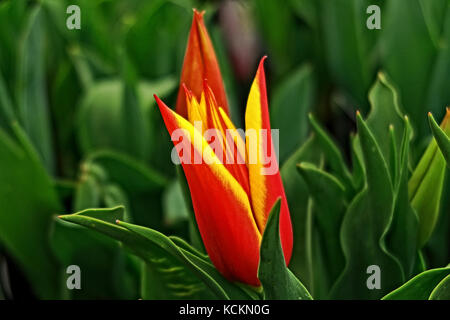 Una chiusura di un bel rosso e tulipano giallo Foto Stock
