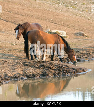 Wild Horses - Buckskin Bay mare con il fallo e il cestnut Bay Stallion bere al waterhole nel Pryor Mountains Wild Horse Range sullo stato bor Foto Stock