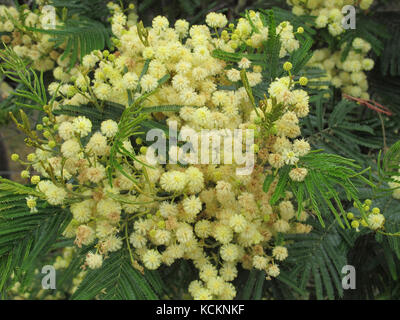 Acqua d'argento (Acacia dealbata), in fiore. Sud-est della Tasmania, Australia Foto Stock