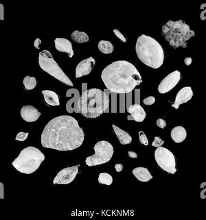 La luce riflessa Micrografia di un disposto i foraminiferi vetrino per microscopio, area raffigurato è di circa 8mm di larghezza Foto Stock