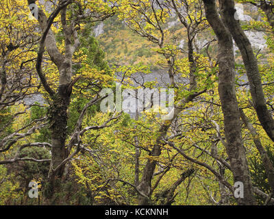 Faggi decidui (Fuscospora gunnii) nel fogliame autunnale. Cradle Mountain-Lake St Clair National Park, Tasmania, Australia Foto Stock