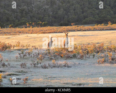 Canguro di Forester (Macropus giganteus tasmaniensis), sulla spiaggia dei panieri in una gelida mattina d’inverno. Parco Nazionale Narawntapu, Tasmania nord-orientale, Au Foto Stock