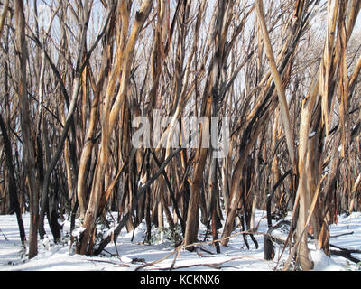 Le gomme da neve (Eucalyptus paucciflora), un tempo scenografica, il sentiero di fondo del Lago di montagna, annerito da incendi boschivi 18 mesi prima. Sarà un lon Foto Stock