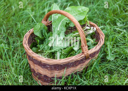 Cestino di vimini foglie di delione raccolte fresche foglie verdi di Taraxacum officinale fresche in cesto posato in erba Foto Stock