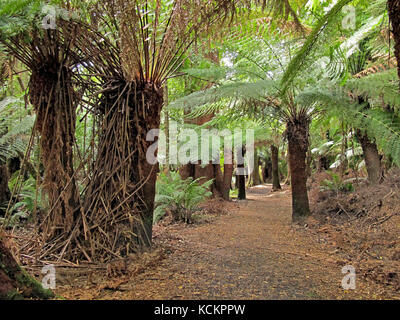 Felci di alberi molli (Dicksonia antartide), Liffey Falls Forest Reserve, Tasmania settentrionale, Australia Foto Stock