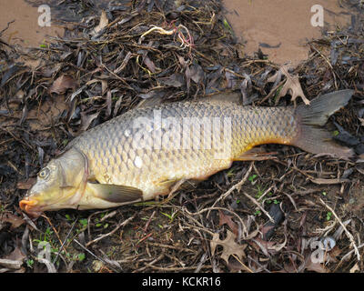 Carpa comune (Cyprinus carpio), un pesce indesiderato nel sistema idrico di Murray Darling. Fange l'acqua, interferisce con i sistemi di irrigazione, danneggia il Foto Stock