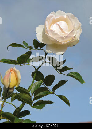 Arrampicata rosa cv. Arrossire Pierre de Ronsard (rosa sp.) Tasmania, Australia Foto Stock