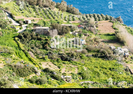 Terreni agricoli terrazzati a Dingli Cliffs sulla costa meridionale di Malta Foto Stock