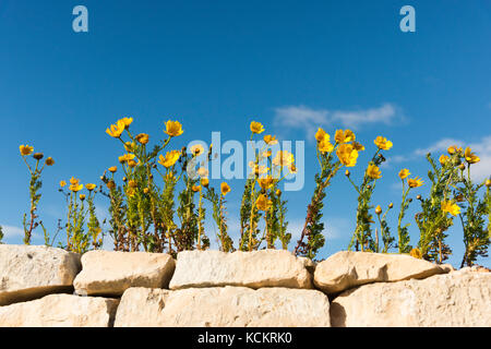 Le calendule maltese o giallo fiori selvatici che crescono su di un muro di pietra in Malta rurale contro un cielo blu in estate Foto Stock