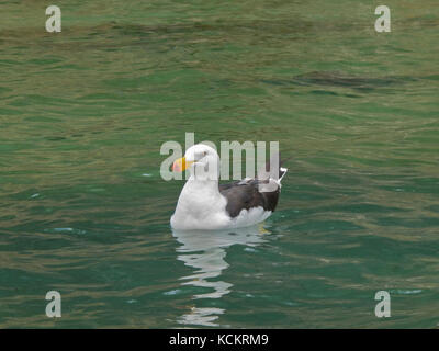 Gabbiano del Pacifico (Larus pacificus), sull'acqua. Green Head, Norfolk Bay, Tasman Peninsula, Tasmania, Australia Foto Stock