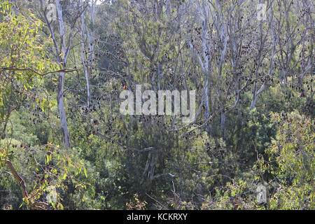 Colonia di volpi a testa grigia (Pteropus poliocephalus). Questa colonia di Melbourne fu spostata nel 2003 dai Giardini Botanici dove avevano preso u Foto Stock