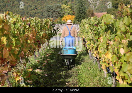 Cahors vigneto nella partita reparto (sud-ovest della Francia): uomo visto da dietro tirando una carriola tra filari di viti Foto Stock