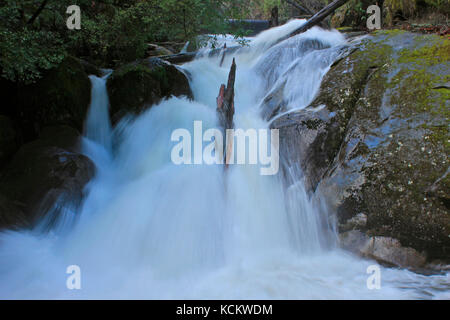 Taggerty Cascades, sul fiume Taggerty che scorre attraverso una piccola tasca di mirto foresta pluviale che è sfuggito catastrofiche incendi boschivi nel febbraio 2009. Nea Foto Stock