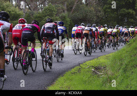 Tour della corsa ciclistica della Tasmania, concorrenti che si arrampicano attraverso la foresta pluviale a sud di Burnie, Tasmania nord-occidentale, Australia Foto Stock