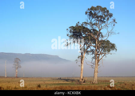 Nebbia mattutina e alberi di eucalipto, nella zona carsica di Mole Creek con la scarpata di Western Tiers ricoperta di dolerite. Tasmania, Australia Foto Stock