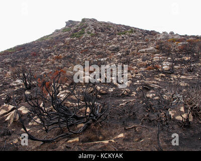 Danni alla cresta settentrionale dello scarpamento dei Tieri occidentali a causa dei catastrofici incendi che hanno avuto inizio nel gennaio 2016. Tasmania, Australia Foto Stock