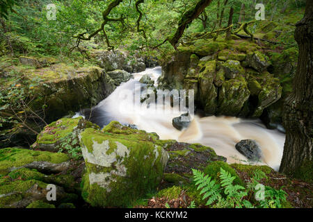 Afon Conwy sopra il Fairy Glen vicino a Betws y Coed in Snowdonia, il Galles del Nord dopo un periodo di forte pioggia. Foto Stock